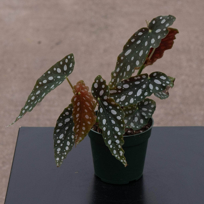 Gabriella Plants Begonia 4" Begonia maculata