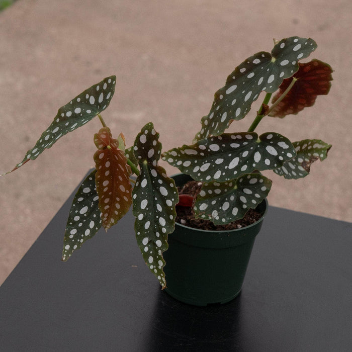 Gabriella Plants Begonia 4" Begonia maculata