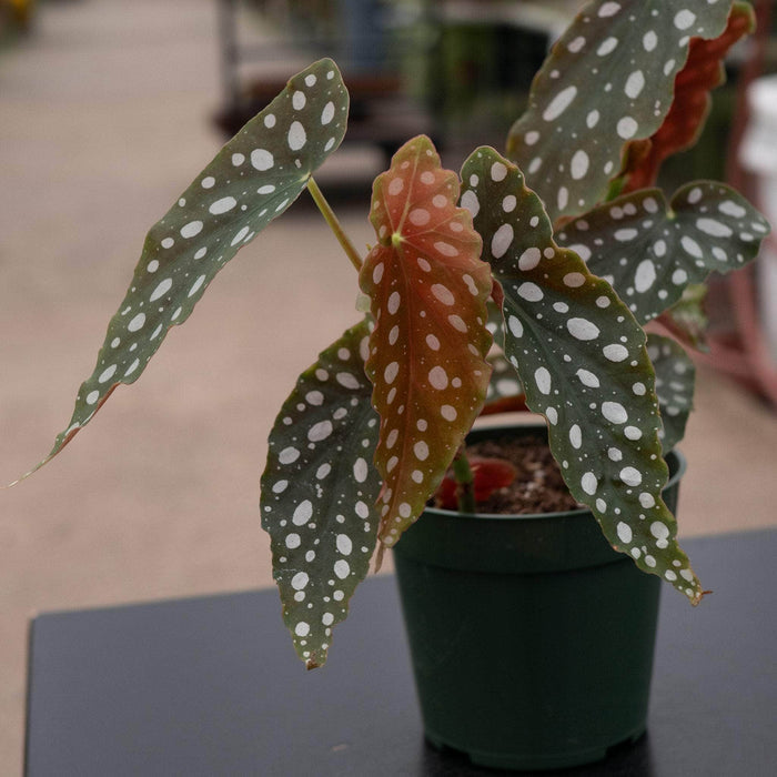 Gabriella Plants Begonia 4" Begonia maculata