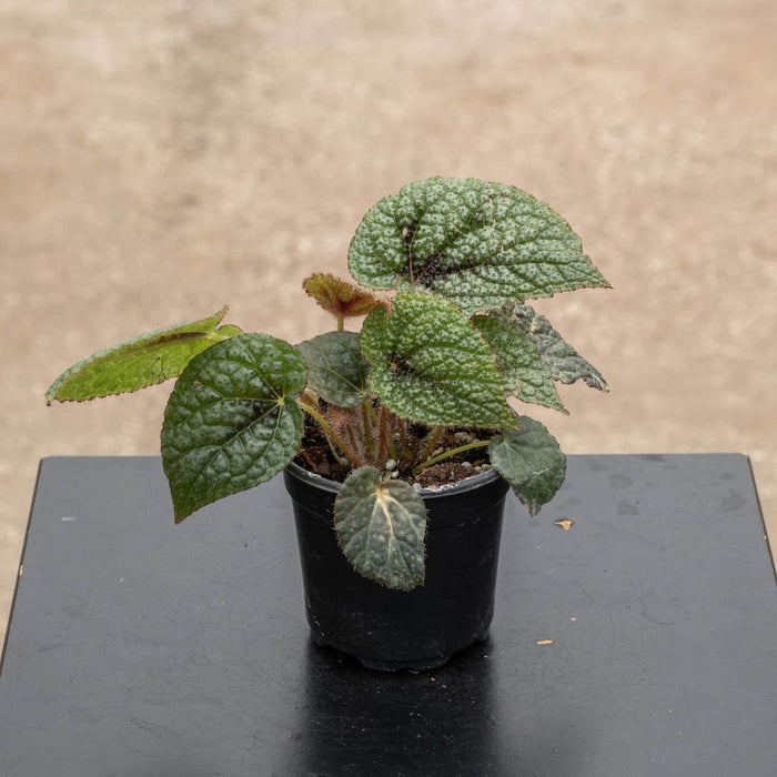 Gabriella Plants Begonia 4" Begonia masoniana 'Iron Cross'