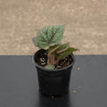 Gabriella Plants Begonia 4" Begonia masoniana 'Iron Cross'