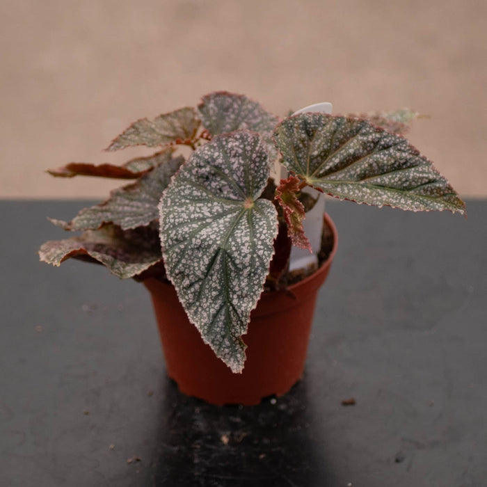 Gabriella Plants Begonia 4" Begonia 'Maurice Amey'