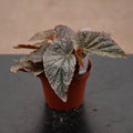 Gabriella Plants Begonia 4" Begonia 'Maurice Amey'