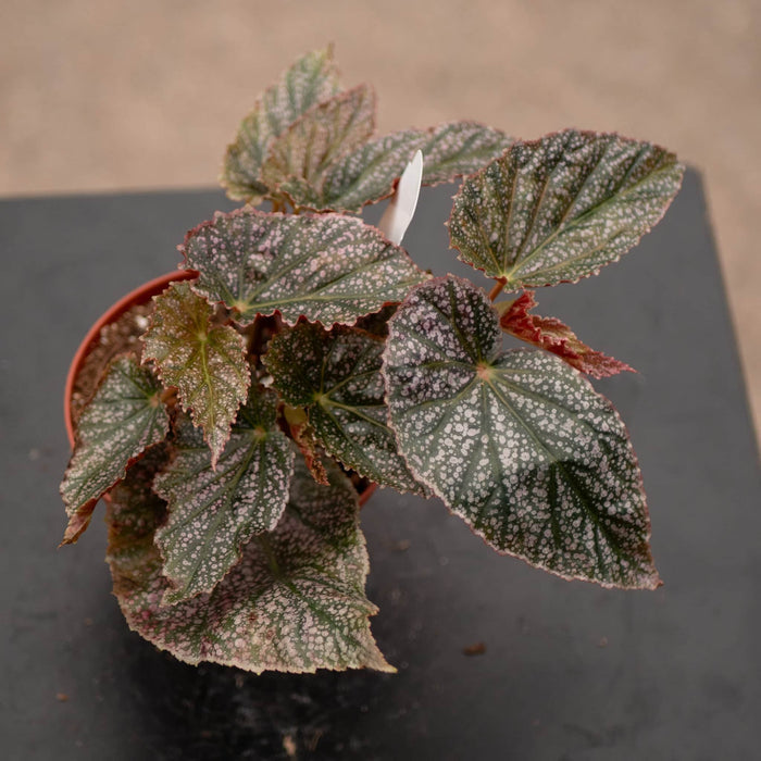 Gabriella Plants Begonia 4" Begonia 'Maurice Amey'
