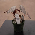 Gabriella Plants Begonia 4" Begonia 'Passing Storm'