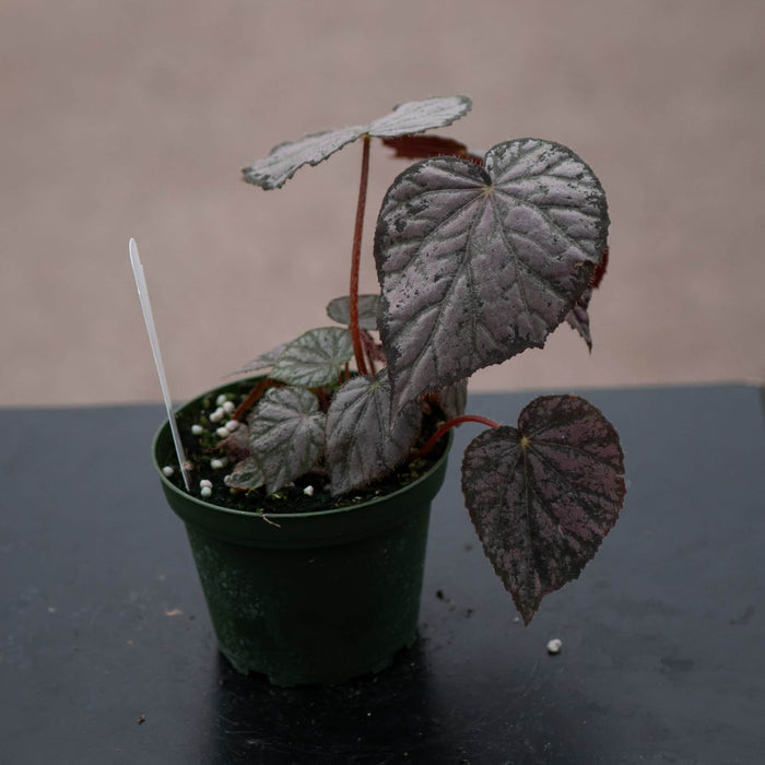 Gabriella Plants Begonia 4" Begonia 'Passing Storm'
