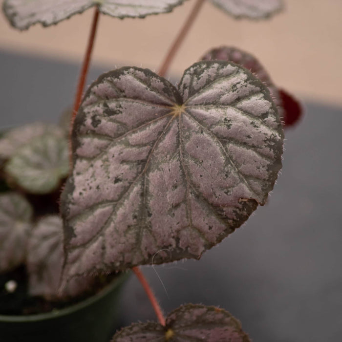 Gabriella Plants Begonia 4" Begonia 'Passing Storm'