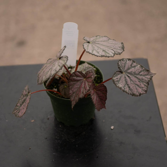 Gabriella Plants Begonia 4" Begonia 'Passing Storm'