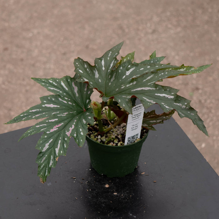 Gabriella Plants Begonia 4" Begonia 'Pink Spot Lucerne'