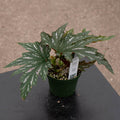 Gabriella Plants Begonia 4" Begonia 'Pink Spot Lucerne'