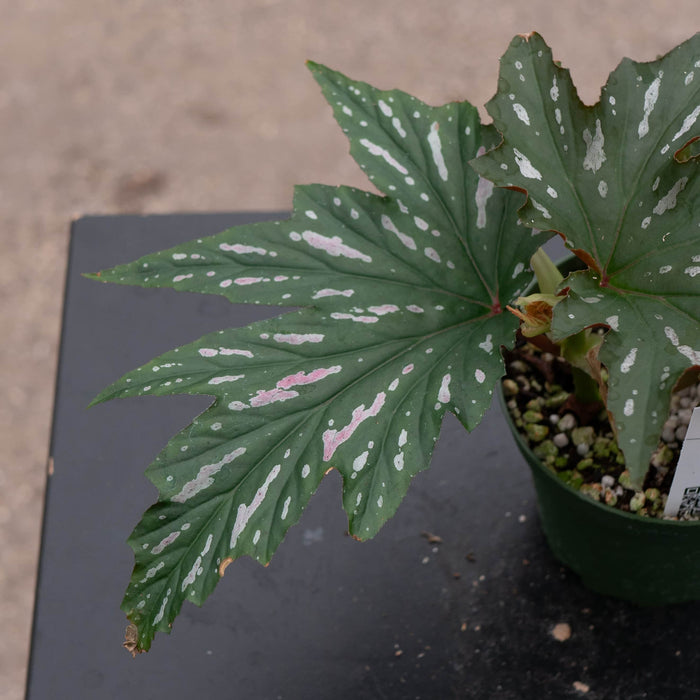 Gabriella Plants Begonia 4" Begonia 'Pink Spot Lucerne'