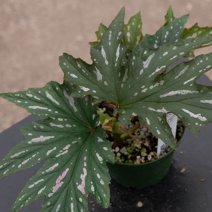 Gabriella Plants Begonia 4" Begonia 'Pink Spot Lucerne'