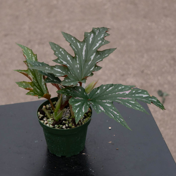 Gabriella Plants Begonia 4" Begonia 'Pink Spot Lucerne'