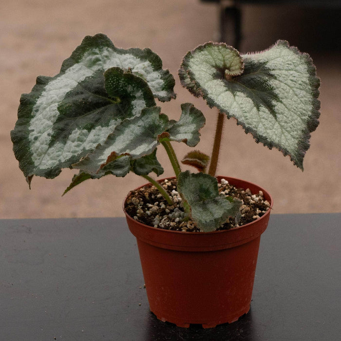 Gabriella Plants Begonia 4" Begonia rex 'Escargot'