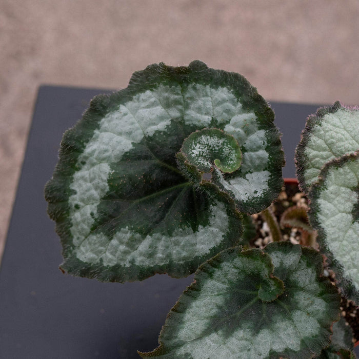 Gabriella Plants Begonia 4" Begonia rex 'Escargot'