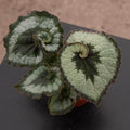 Gabriella Plants Begonia 4" Begonia rex 'Escargot'