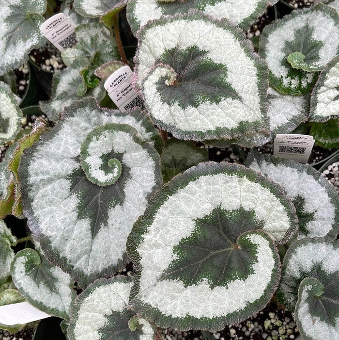 Gabriella Plants Begonia 4" Begonia rex 'Escargot'