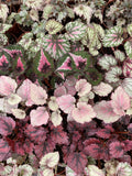 Gabriella Plants Begonia 4" Rex Begonia Growers Choice