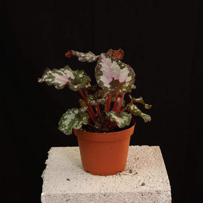 Gabriella Plants Begonia 4" Rex Begonia Growers Choice