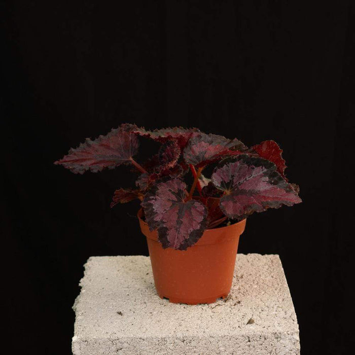Gabriella Plants Begonia 4" Rex Begonia Growers Choice