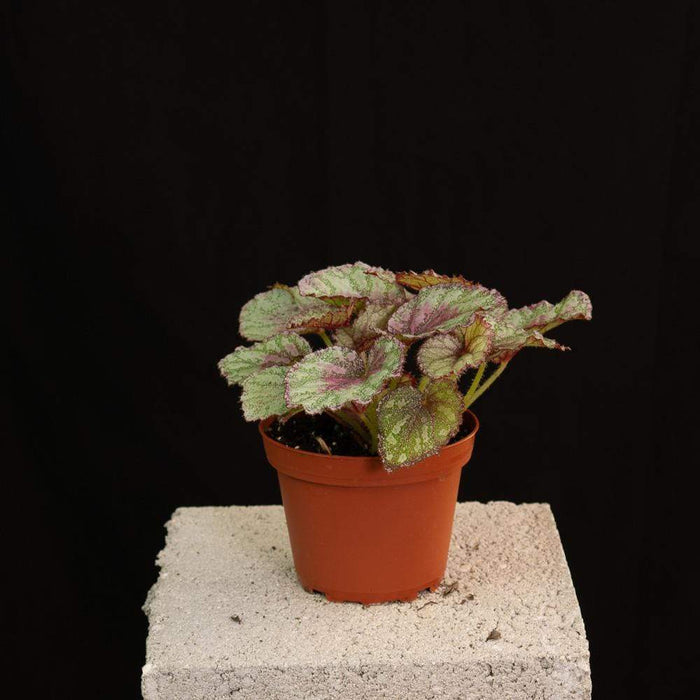 Gabriella Plants Begonia 4" Rex Begonia Growers Choice