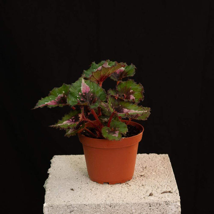 Gabriella Plants Begonia 4" Rex Begonia Growers Choice
