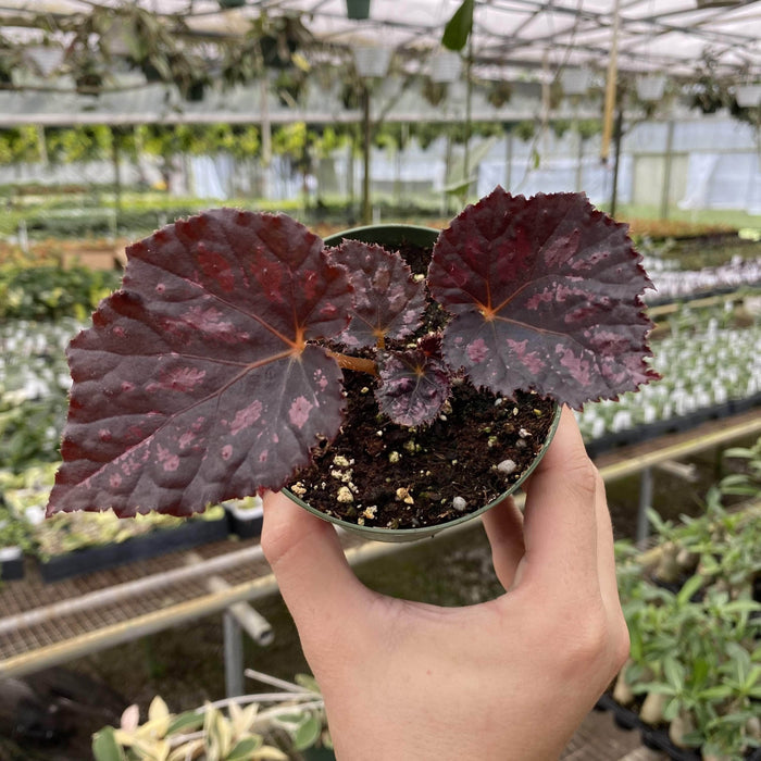 Gabriella Plants Begonia 4" Begonia Rex 'Harmony's Black Heart'