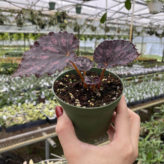 Gabriella Plants Begonia 4" Begonia Rex 'Harmony's Black Heart'