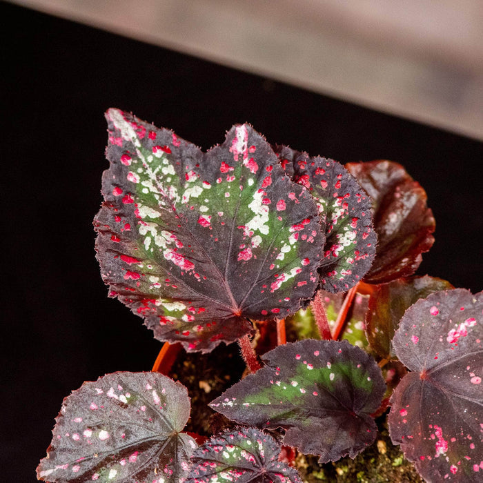 Gabriella Plants Begonia 4" Begonia rex 'Harmony's Comet'