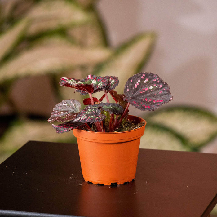 Gabriella Plants Begonia 4" Begonia rex 'Harmony's Comet'
