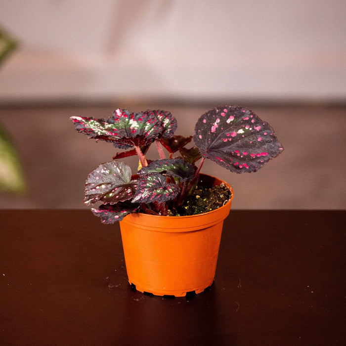 Gabriella Plants Begonia 4" Begonia rex 'Harmony's Comet'
