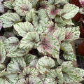 Gabriella Plants Begonia 4" Begonia Rex 'Harmony's Ember'