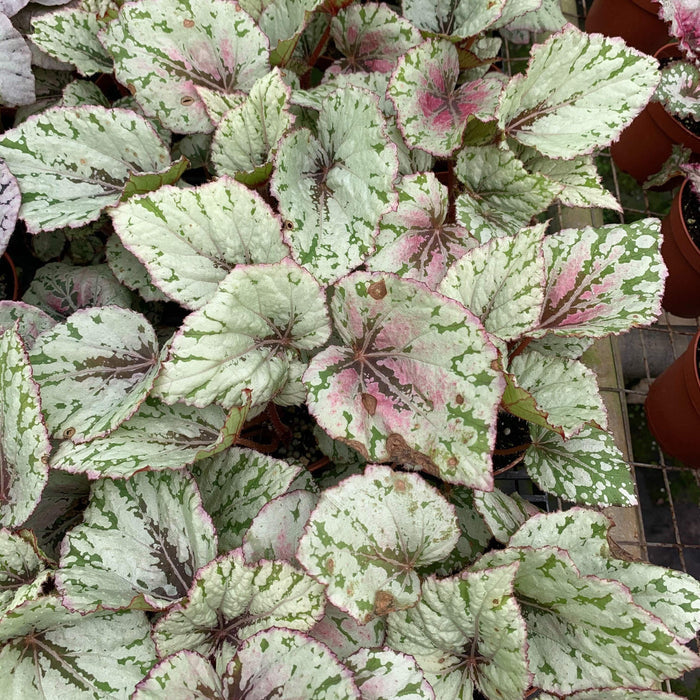 Gabriella Plants Begonia 4" Begonia Rex 'Harmony's Ember'