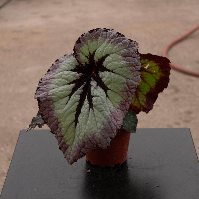Gabriella Plants Begonia 4" Begonia rex 'Harmony's Fire Woman'