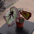 Gabriella Plants Begonia 4" Begonia rex 'Harmony's Fire Woman'