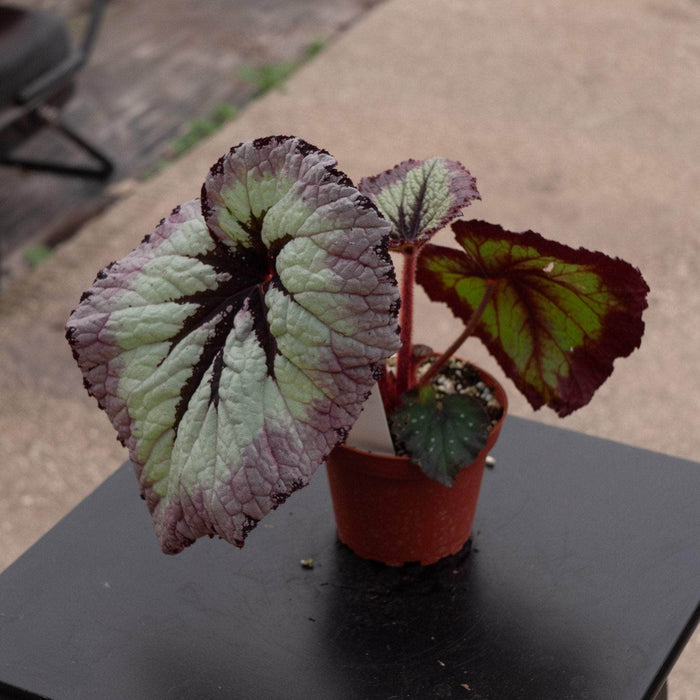 Gabriella Plants Begonia 4" Begonia rex 'Harmony's Fire Woman'