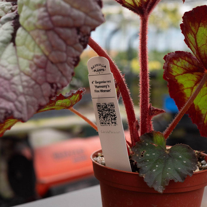 Gabriella Plants Begonia 4" Begonia rex 'Harmony's Fire Woman'