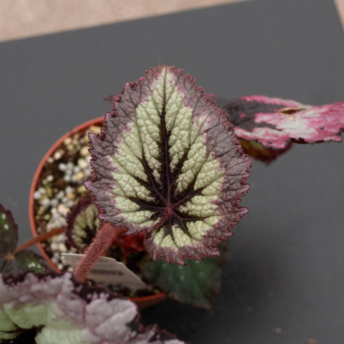 Gabriella Plants Begonia 4" Begonia rex 'Harmony's Fire Woman'