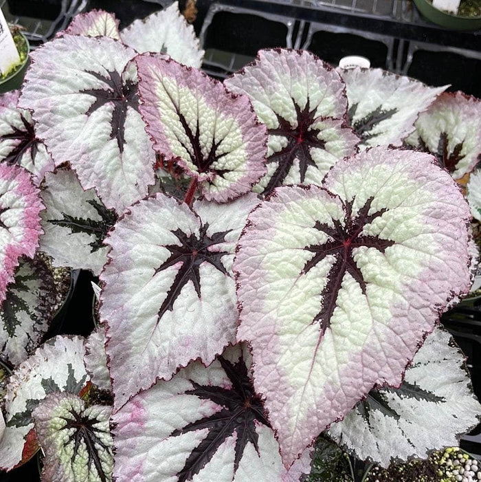 Gabriella Plants Begonia 4" Begonia rex 'Harmony's Fire Woman'