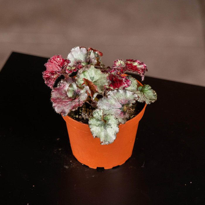 Gabriella Plants Begonia 4" Begonia rex 'Harmony's Frost’