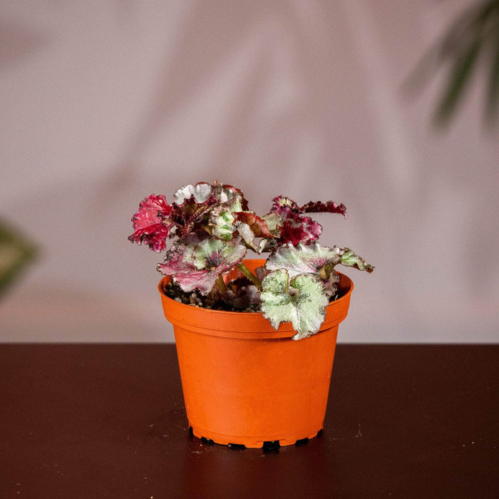 Gabriella Plants Begonia 4" Begonia rex 'Harmony's Frost’