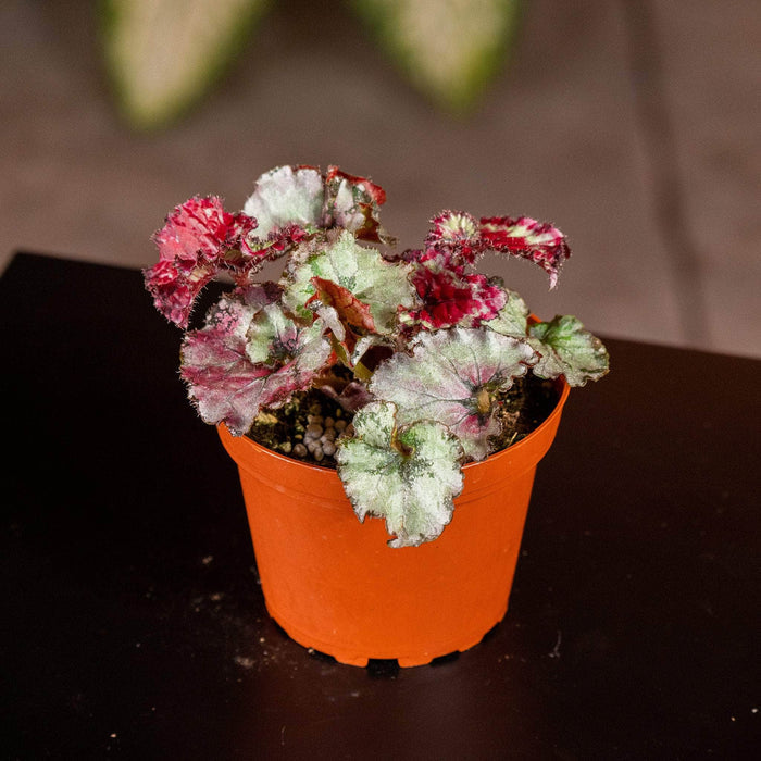 Gabriella Plants Begonia 4" Begonia rex 'Harmony's Frost’
