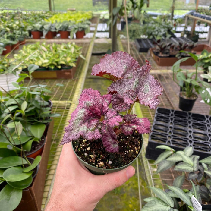 Gabriella Plants Begonia 4" Begonia Rex 'Harmony's Moody Mauve'