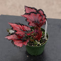 Gabriella Plants Begonia Begonia rex 'Harmony's Red Robin'