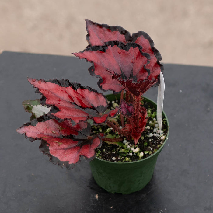 Gabriella Plants Begonia Begonia rex 'Harmony's Red Robin'