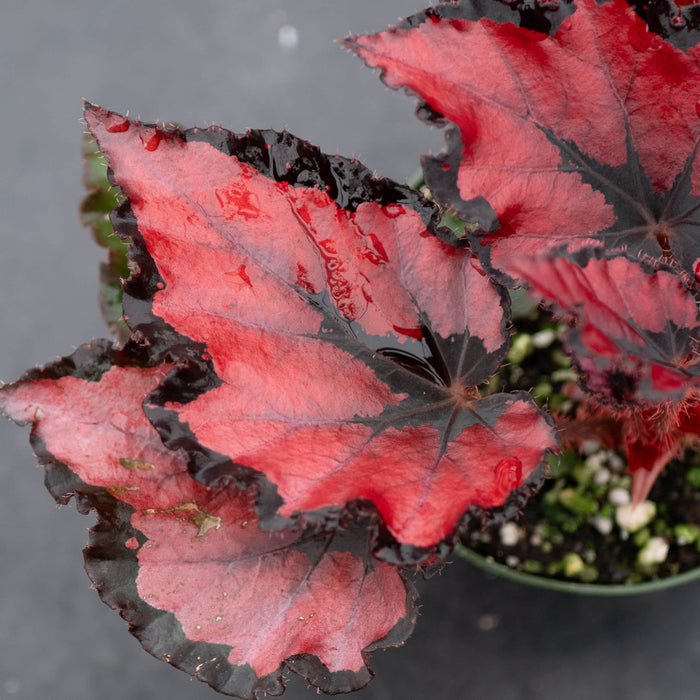 Gabriella Plants Begonia Begonia rex 'Harmony's Red Robin'