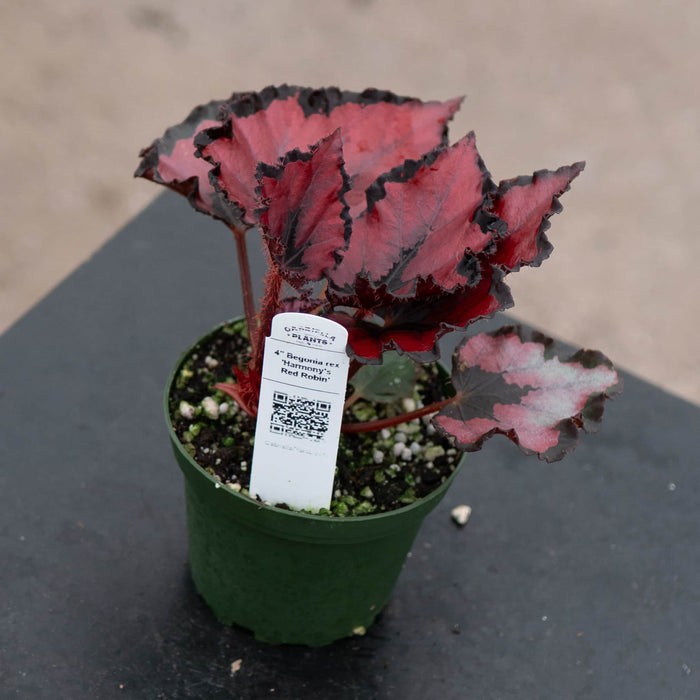 Gabriella Plants Begonia Begonia rex 'Harmony's Red Robin'