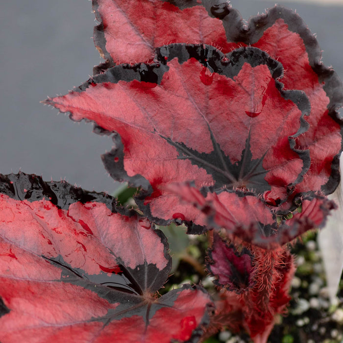 Gabriella Plants Begonia Begonia rex 'Harmony's Red Robin'