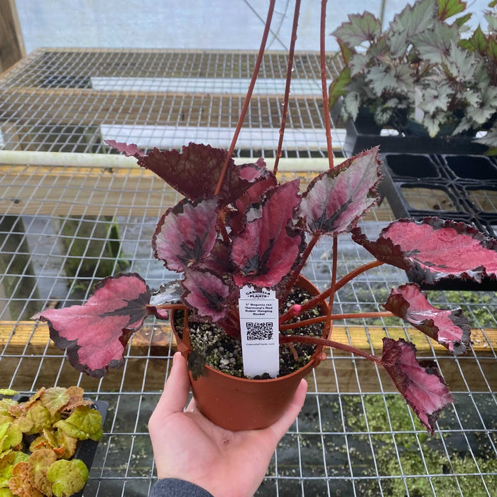 Gabriella Plants Begonia 5" Begonia rex 'Harmony's Red Robin'
