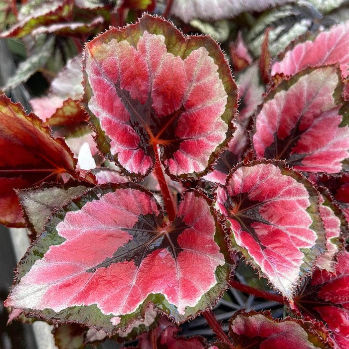 Gabriella Plants Begonia 4" Begonia rex 'Harmony's Red Robin'